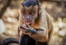 caller behavior analysis report