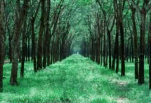 social media growth strategies